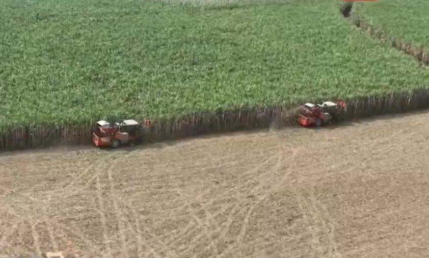 寧明：甘蔗生產機械化 做優做強“甜蜜事業”