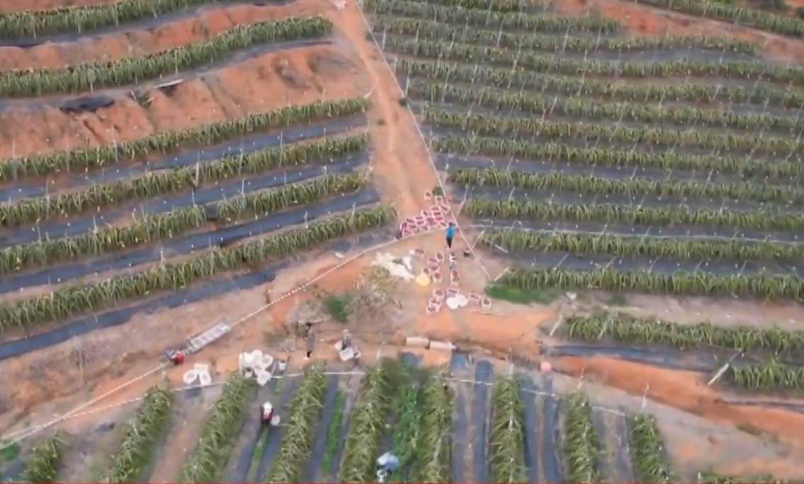寧明：果園開起“小火車” 豐收致富添動力
