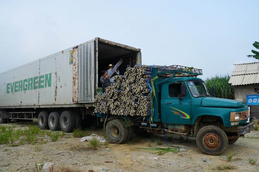 龍州兩萬畝果蔗喜獲豐收 新品種成蔗農增收新寵
