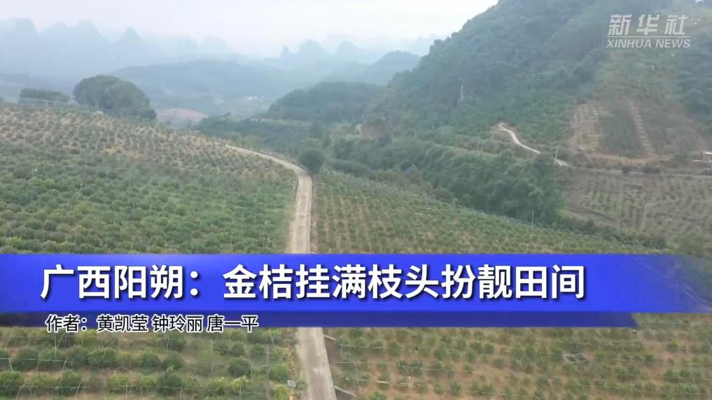 廣西陽朔：金桔掛滿枝頭扮靚田間
