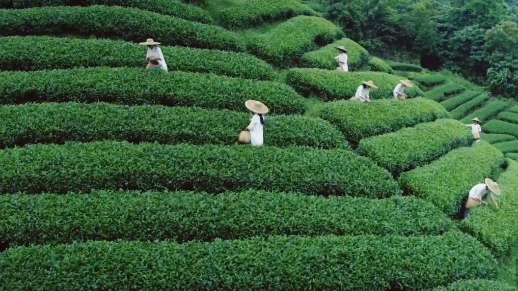 茶是故鄉濃！在廣西聽六堡茶的故事