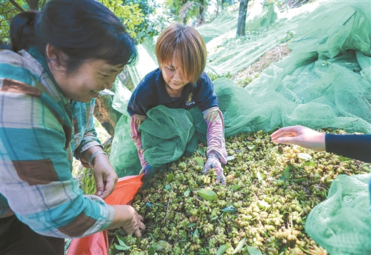 北流市山圍鎮國儲林建設成果豐