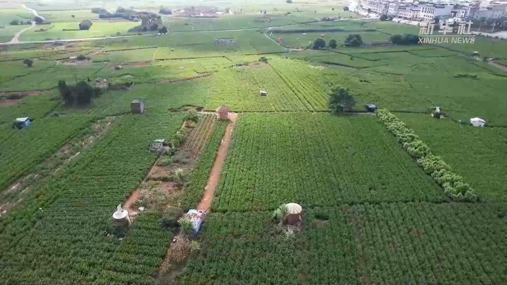 茉莉花農高鐵初體驗：從車窗看家鄉花田