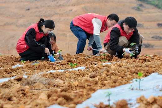 天等縣構建產業新格局沖刺首季經濟開門紅