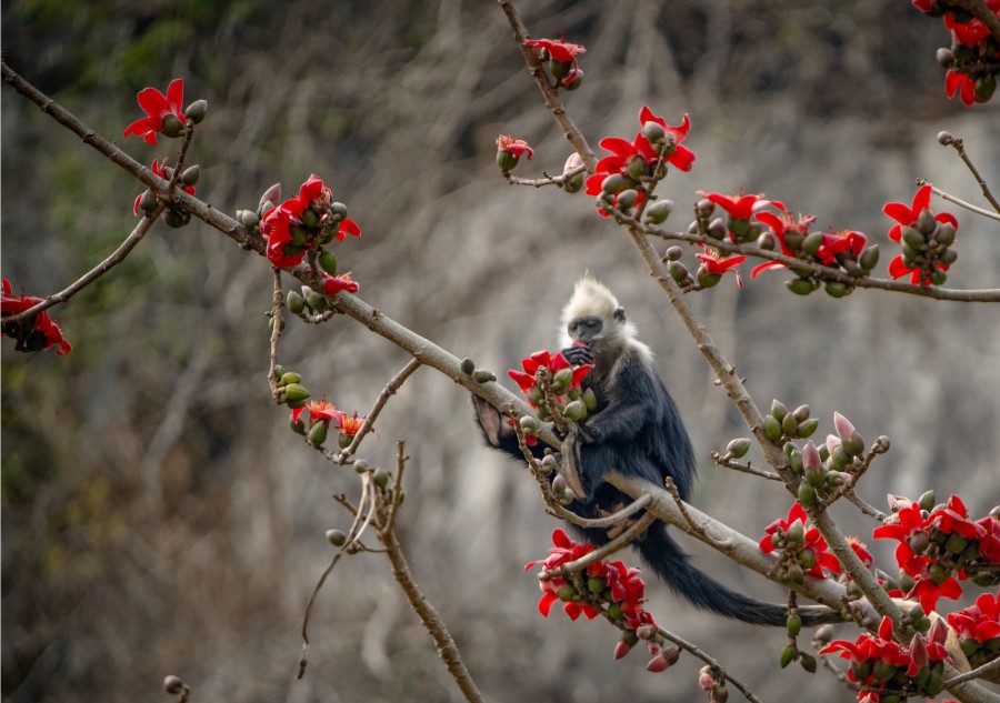 木棉花盛開 精靈展風采