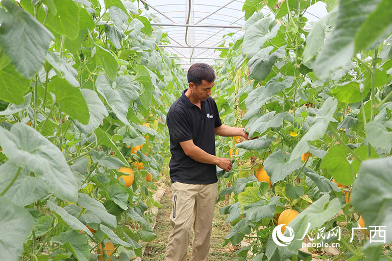 種植戶察看哈密瓜生長情況。人民網 付華周攝