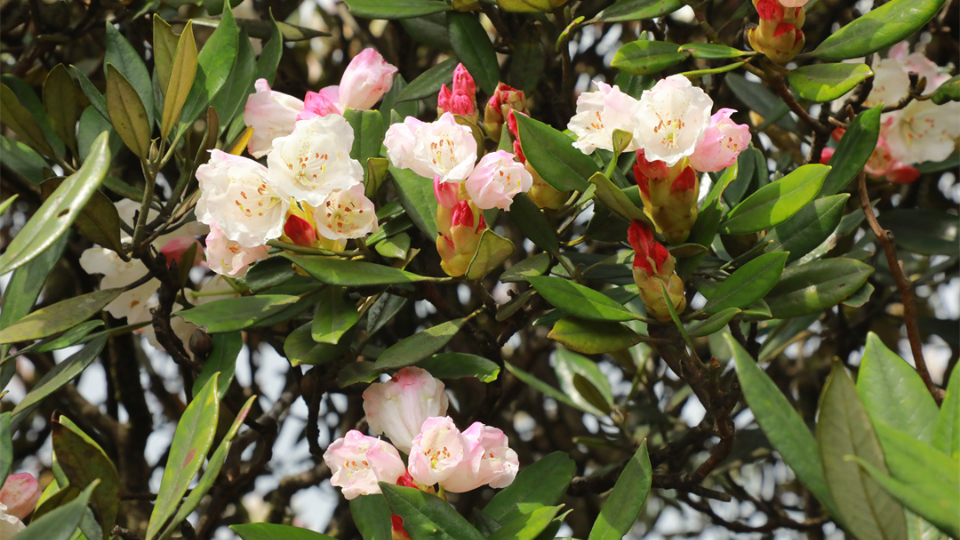 金秀：高山杜鵑提前綻放 “五一”迎來觀賞期