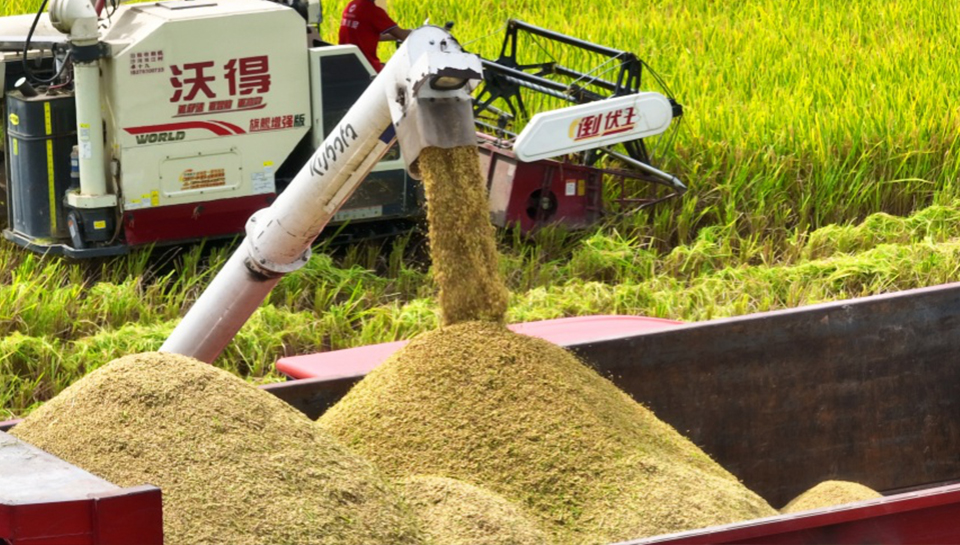 博白：社會化服務賦能早稻生產