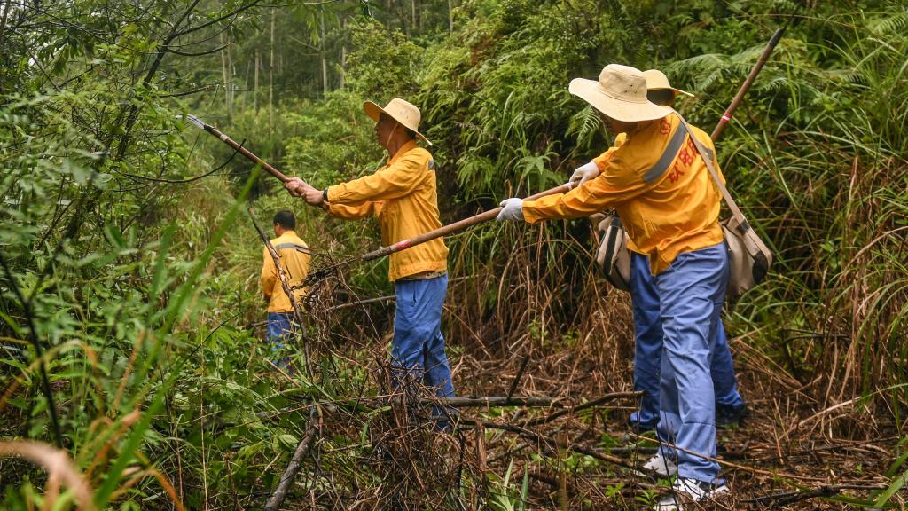 風雨后的“線路清障人”