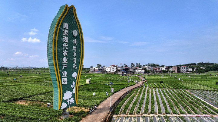 寶藏之城｜這座小城的茉莉花香飄世界