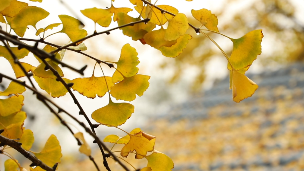 廣西靈川：銀杏金黃溫柔了時光