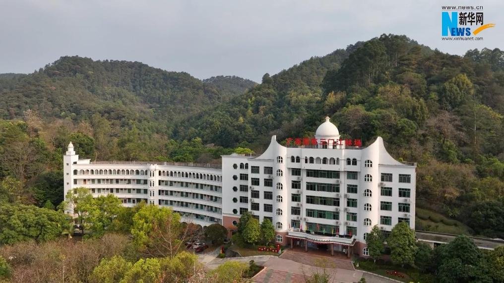 林場巡禮 | 廣西國有三門江林場：綠浪翻滾 林下生金