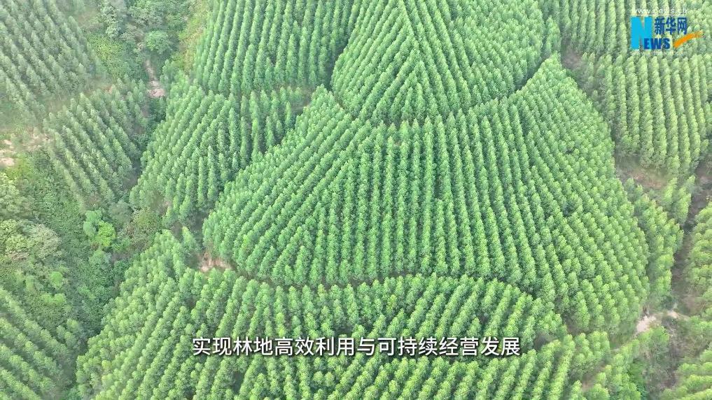 林場巡禮｜廣西國有大桂山林場：“林票”點綠成金 青山走出共富路