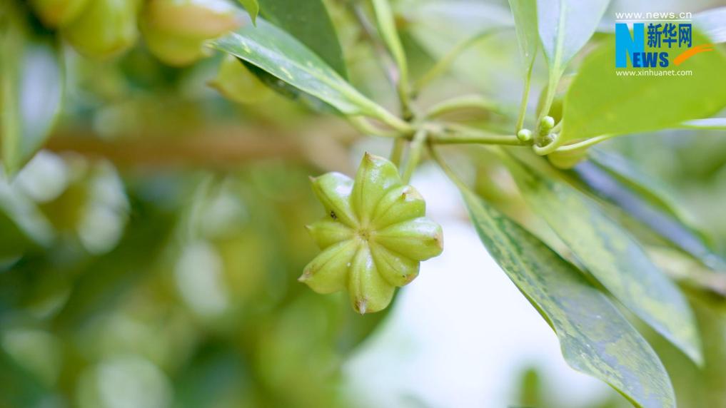林場巡禮｜廣西國有六萬林場：八角飄香鋪富路 森林康養繪新篇