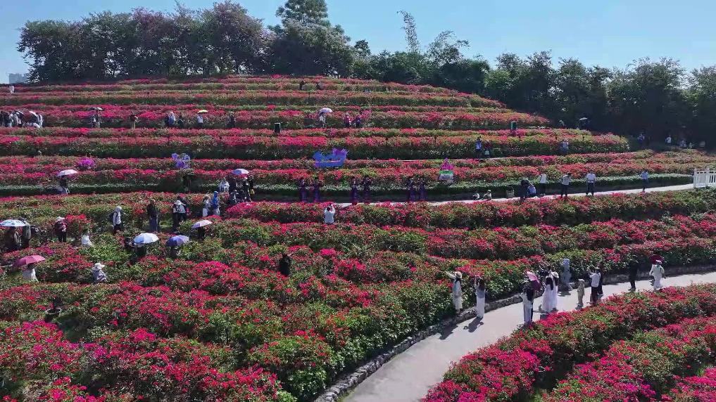 請查收來自冬天的花海浪漫